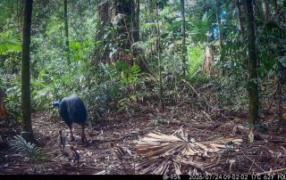 Camera Traps - July 2026