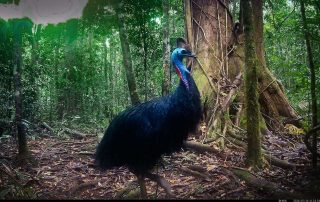 Camera Traps - July 2026
