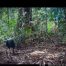 Camera Traps - July 2026