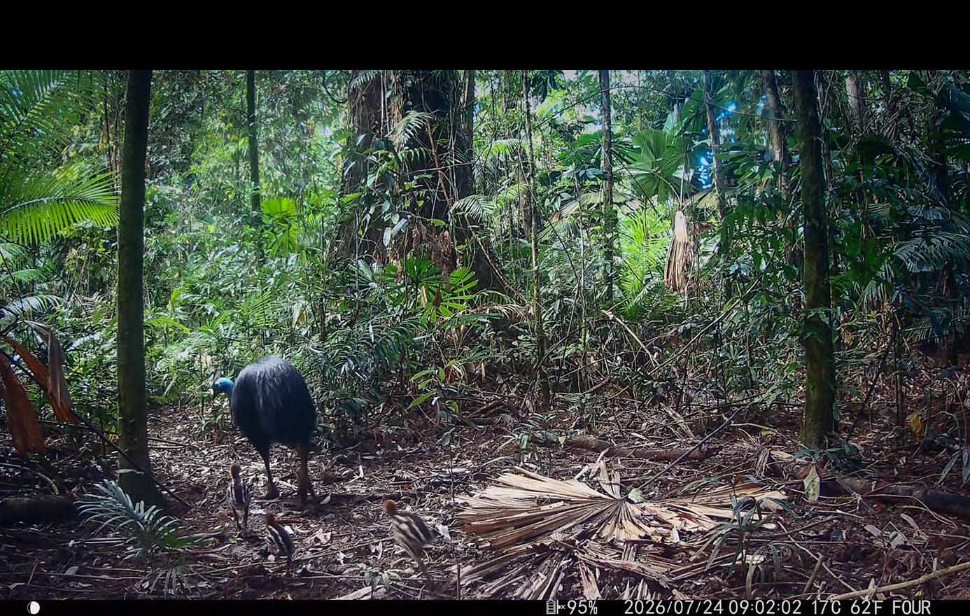 Camera Traps - July 2026