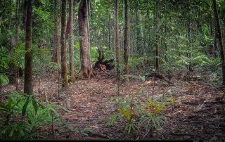 Camera Traps - August 2026