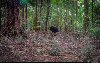 Camera Traps - August 2026