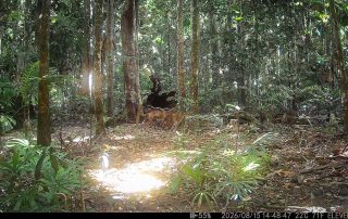 Camera Traps - August 2026