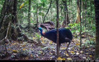 Camera Traps - August 2026
