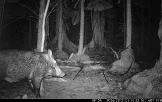 Camera Traps - August 2026