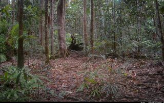 Camera Traps - August 2026