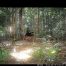 Camera Traps - August 2026