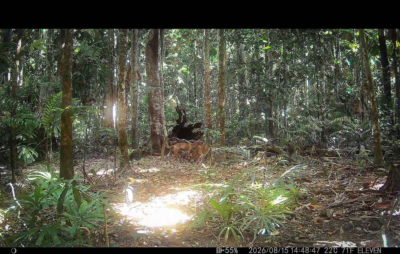 Camera Traps - August 2026