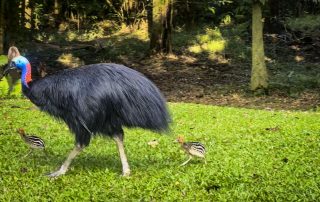 Camera Traps - August 2026