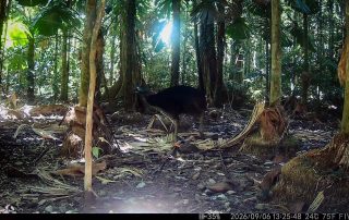 Camera Traps - September 2026