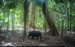 Camera Traps - September 2026
