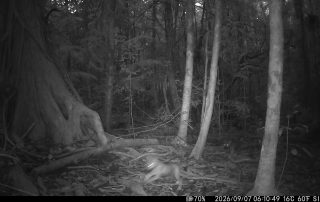Camera Traps - September 2026