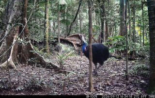 Camera Traps - September 2026