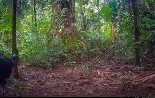 Camera Traps - September 2026