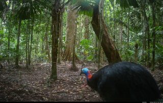 Camera Traps - September 2026