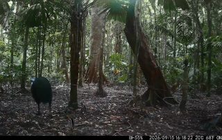Camera Traps - September 2026