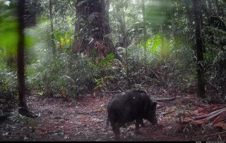 Camera Traps - September 2026