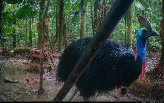 Camera Traps - September 2026