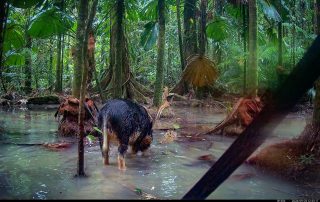 Camera Traps - September 2026