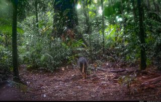 Camera Traps - September 2026