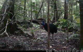 Camera Traps - September 2026