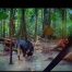 Camera Traps - September 2026