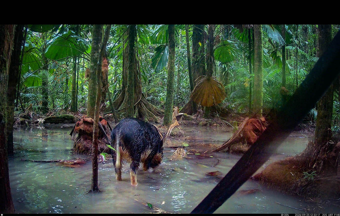 Camera Traps - September 2026